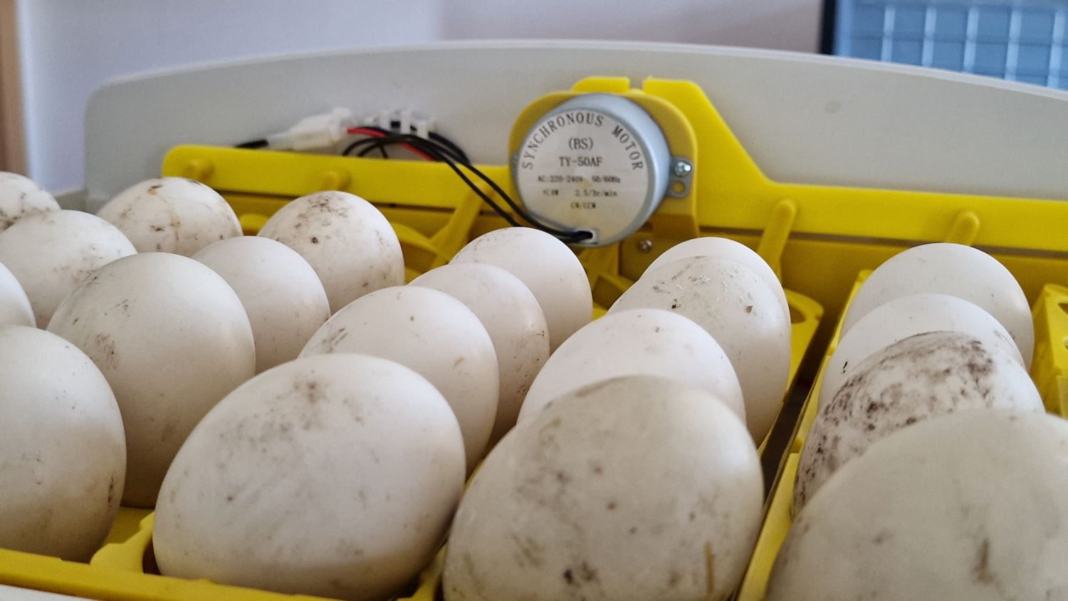 Kaczuszki w drodze! Przylep szykuje się na kolejne wyklucia