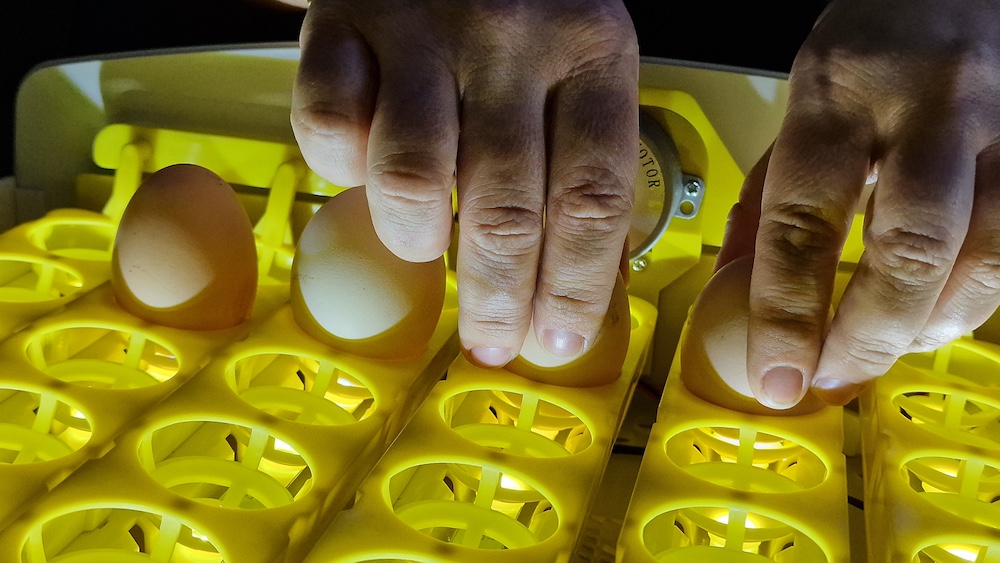 Jak z małego zarodka rozwija się pisklę? Wyjątkowa lekcja życia w Przylepie