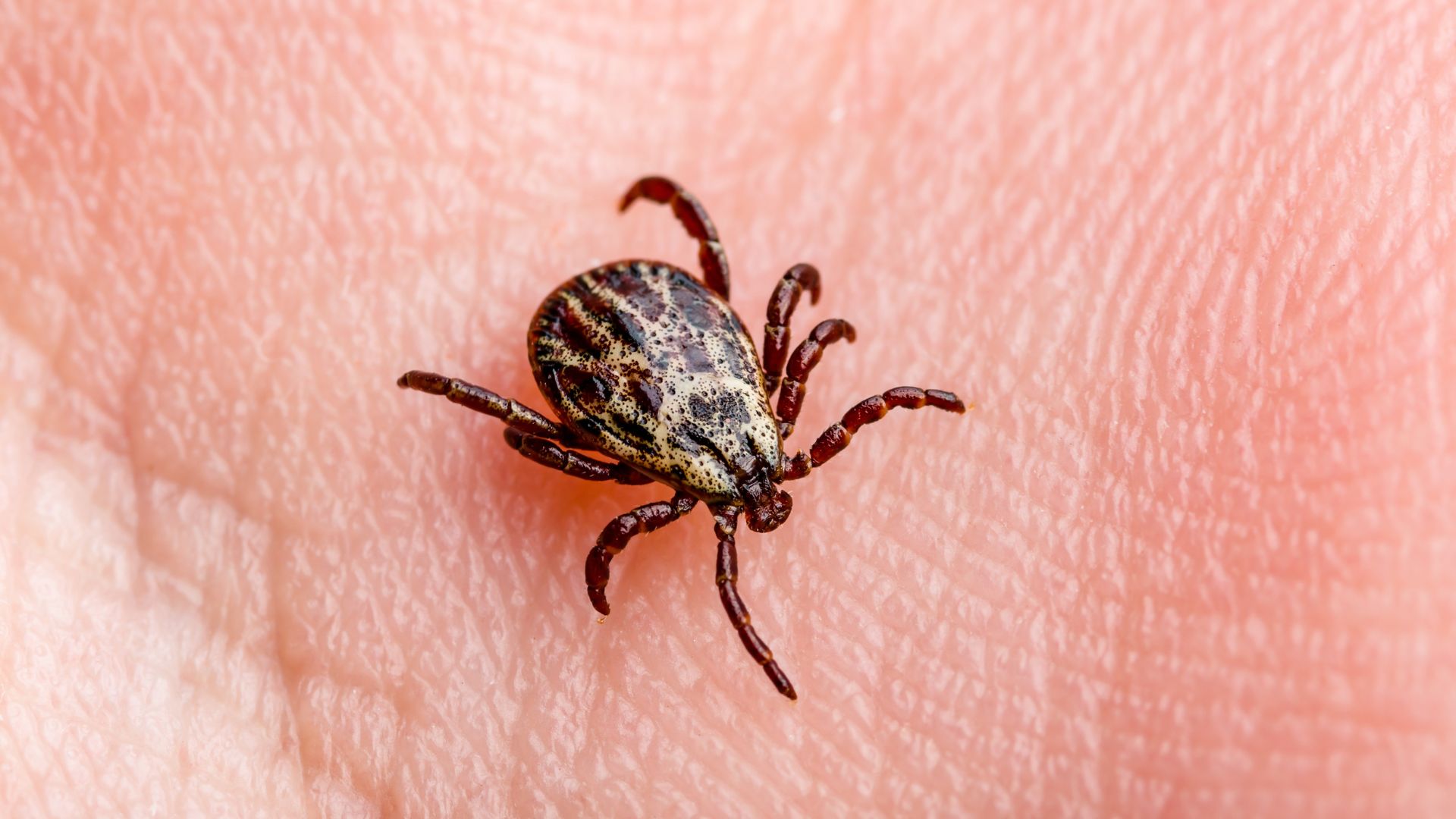 Wiosna obudziła kleszcze. Zagrożenie czai się nie tylko w lesie