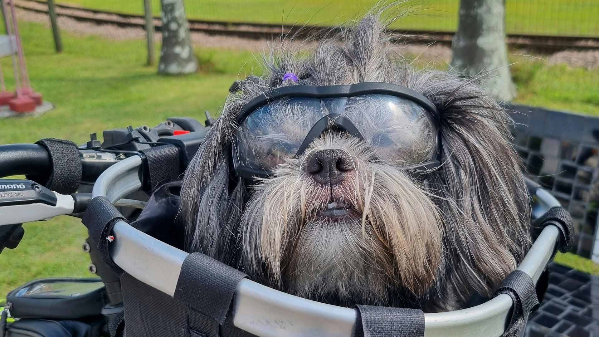 Z psem do Niemiec tylko „na chwilę”? Można, ale trzeba pamiętać o zasadach