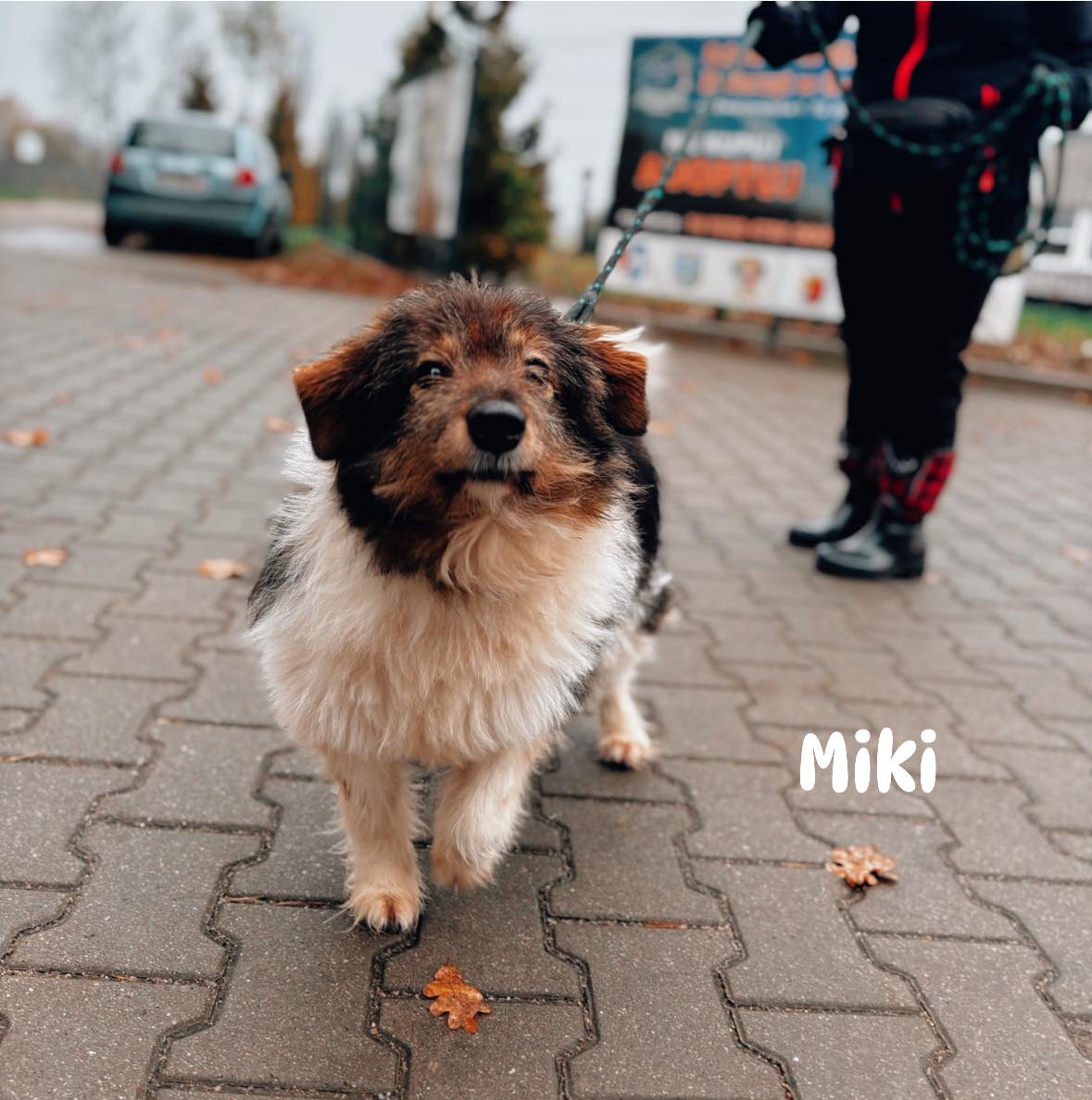 Psy w schronisku w Dobrej. Pomóżmy im przetrwać zimę!