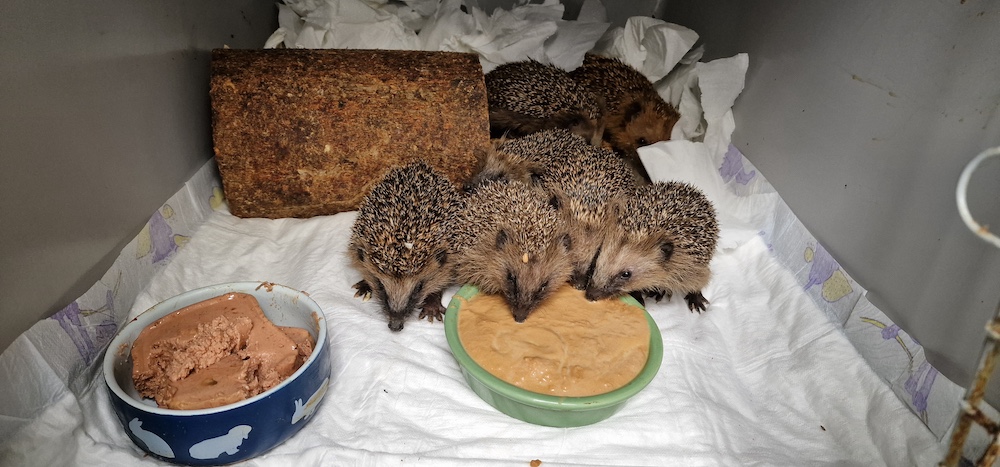 Leczy, rehabilituje, ratuje życie. (VIDEO)