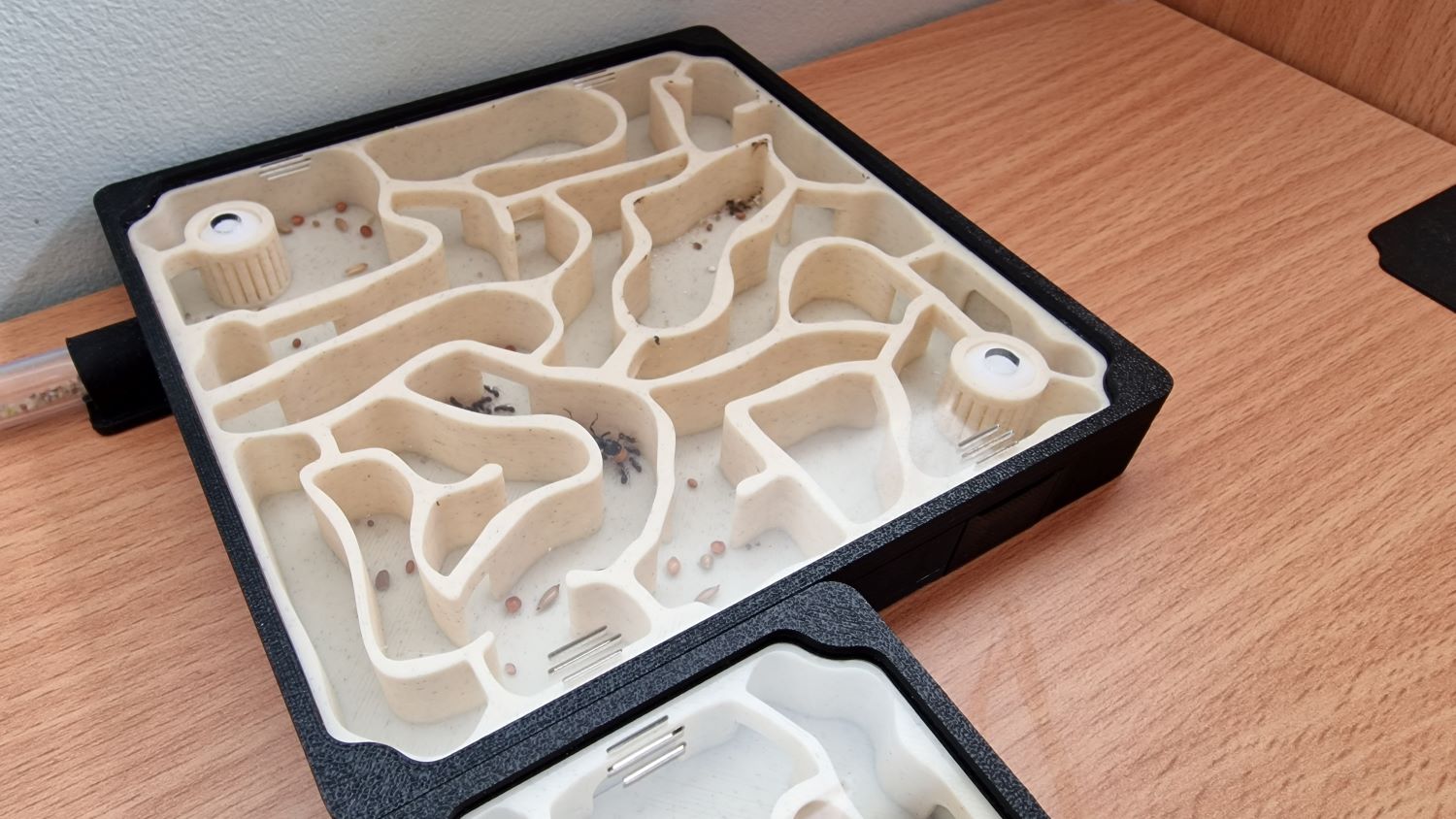 Mrówki wprowadziły się do szkoły w Przylepie. Żywa lekcja przyrody w 4a