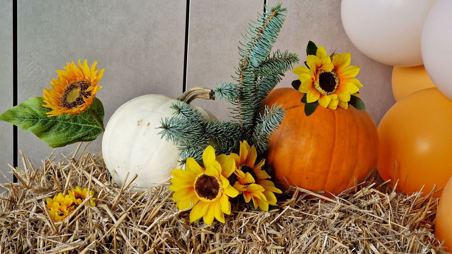 Daj dyni drugie życie – nakarm dzikie zwierzęta!