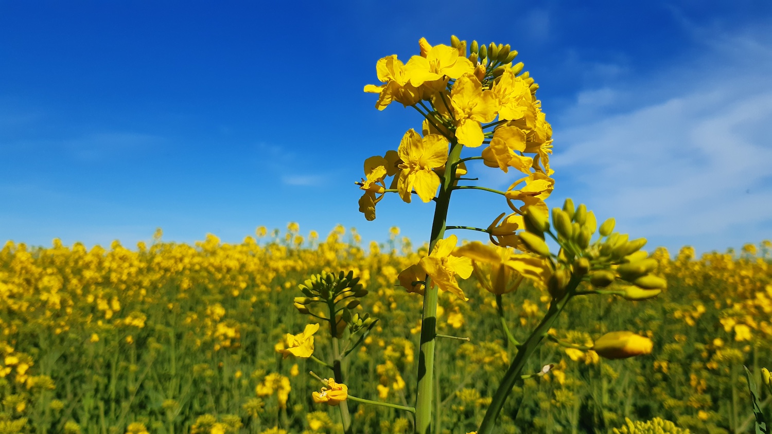 Ciekawe miejsca w gminie Kołbaskowo zdaniem AI – ranking top 7