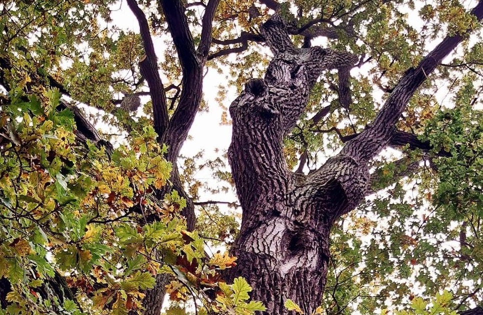Pomnik przyrody w Kurowie. Rokowania dla „Dębu Zbójnickiego” są niepewne
