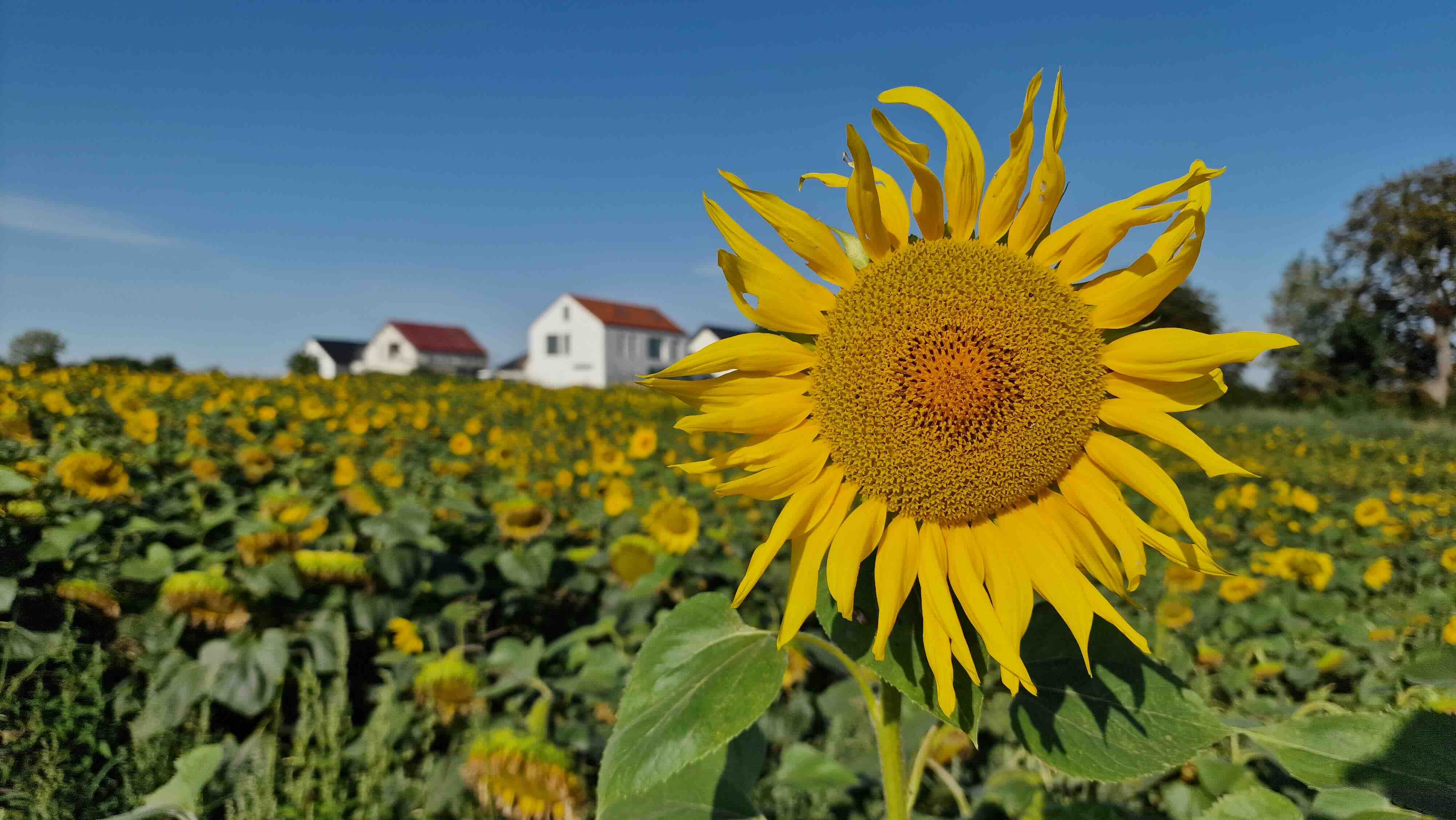 Wraca lato! Upały w gminie Kołbaskowo, ale tylko na chwilę