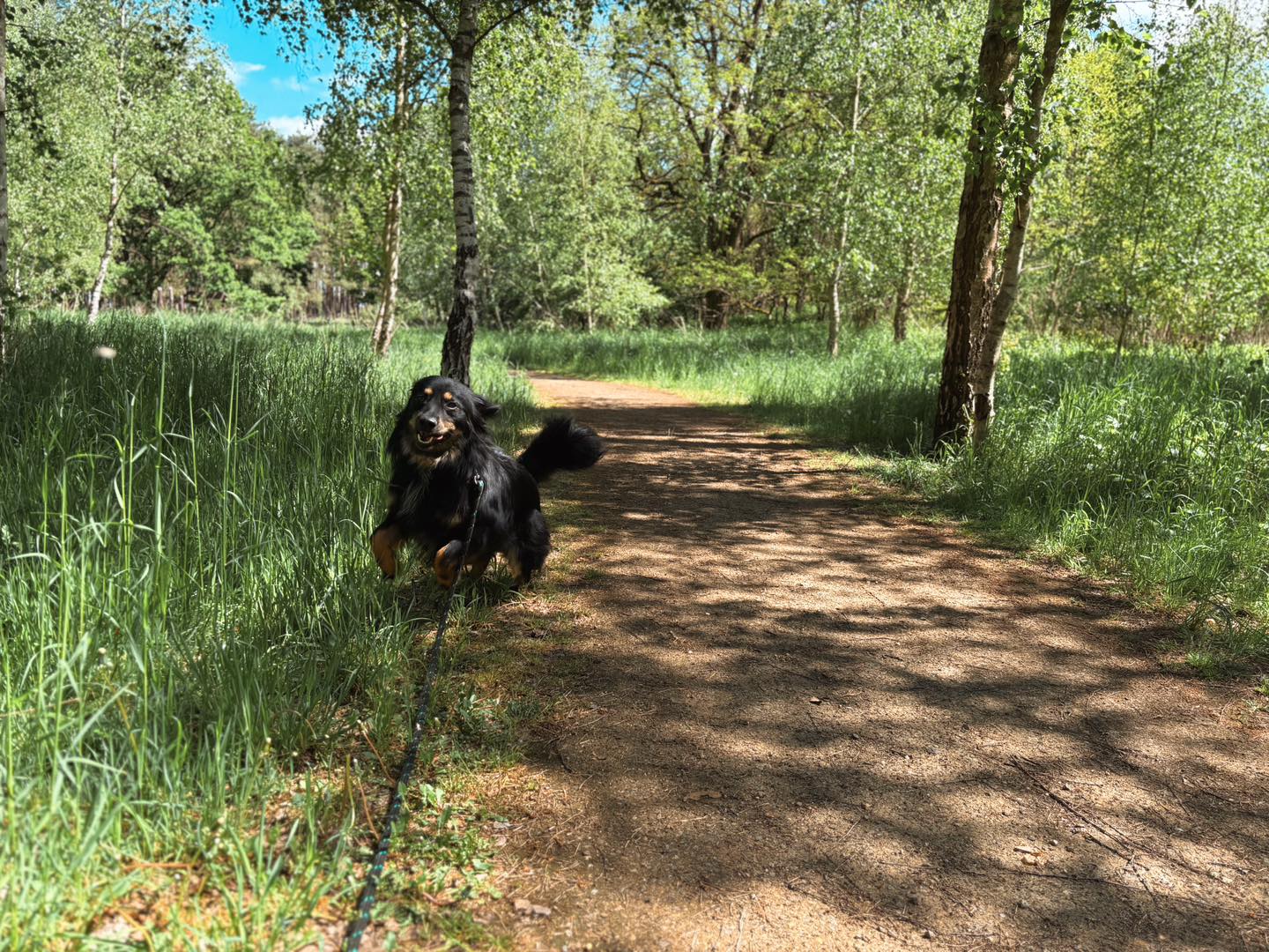 Pójdź na majowy spacer z psami ze schroniska