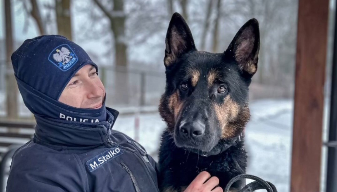 Policyjny pies Orys odnalazł zaginioną 34-latkę. Szczęśliwy finał nocnych poszukiwań w Policach