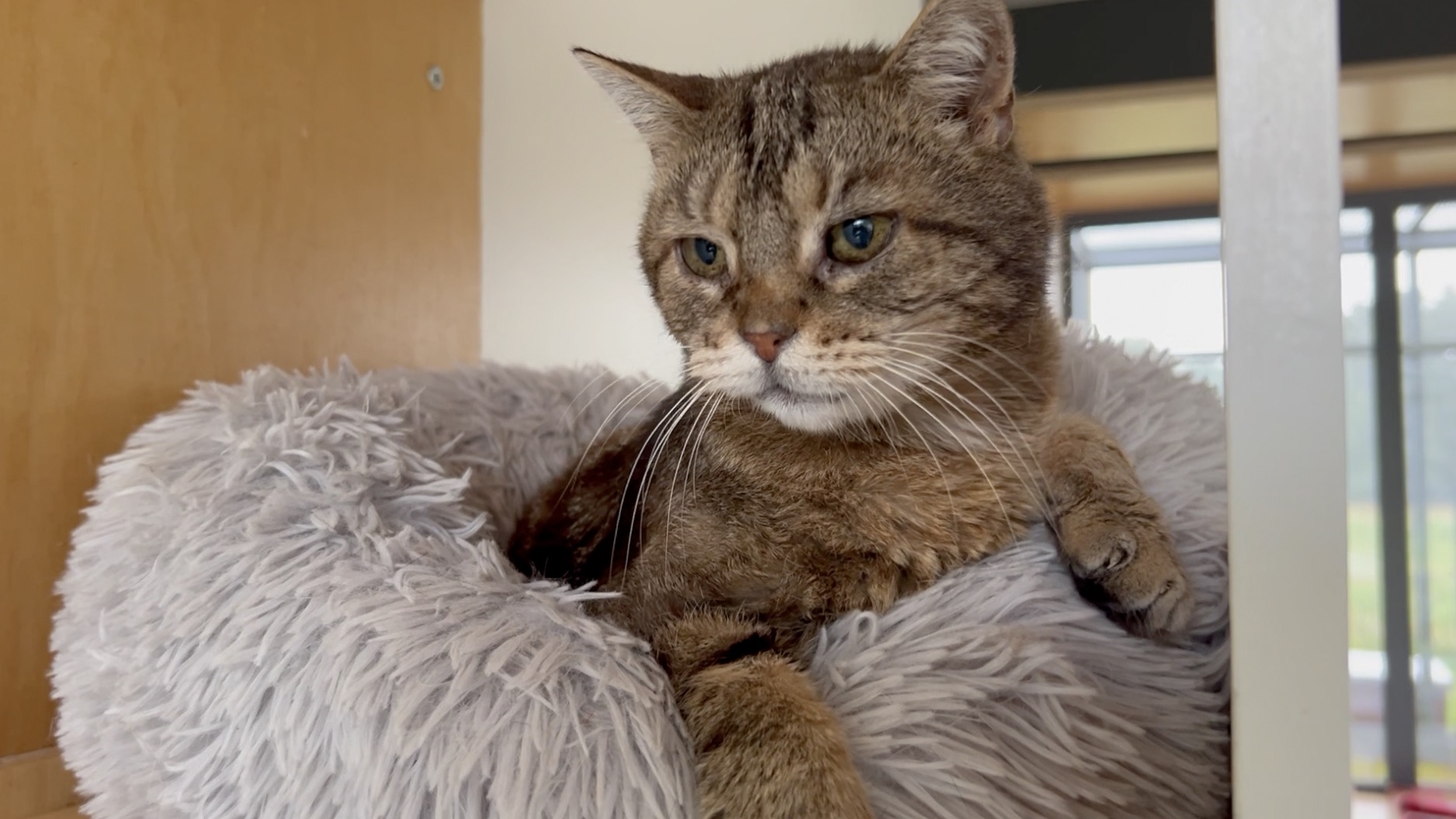 Międzygminne Schronisko w Dobrej apeluje o adopcje zwierząt (VIDEO)