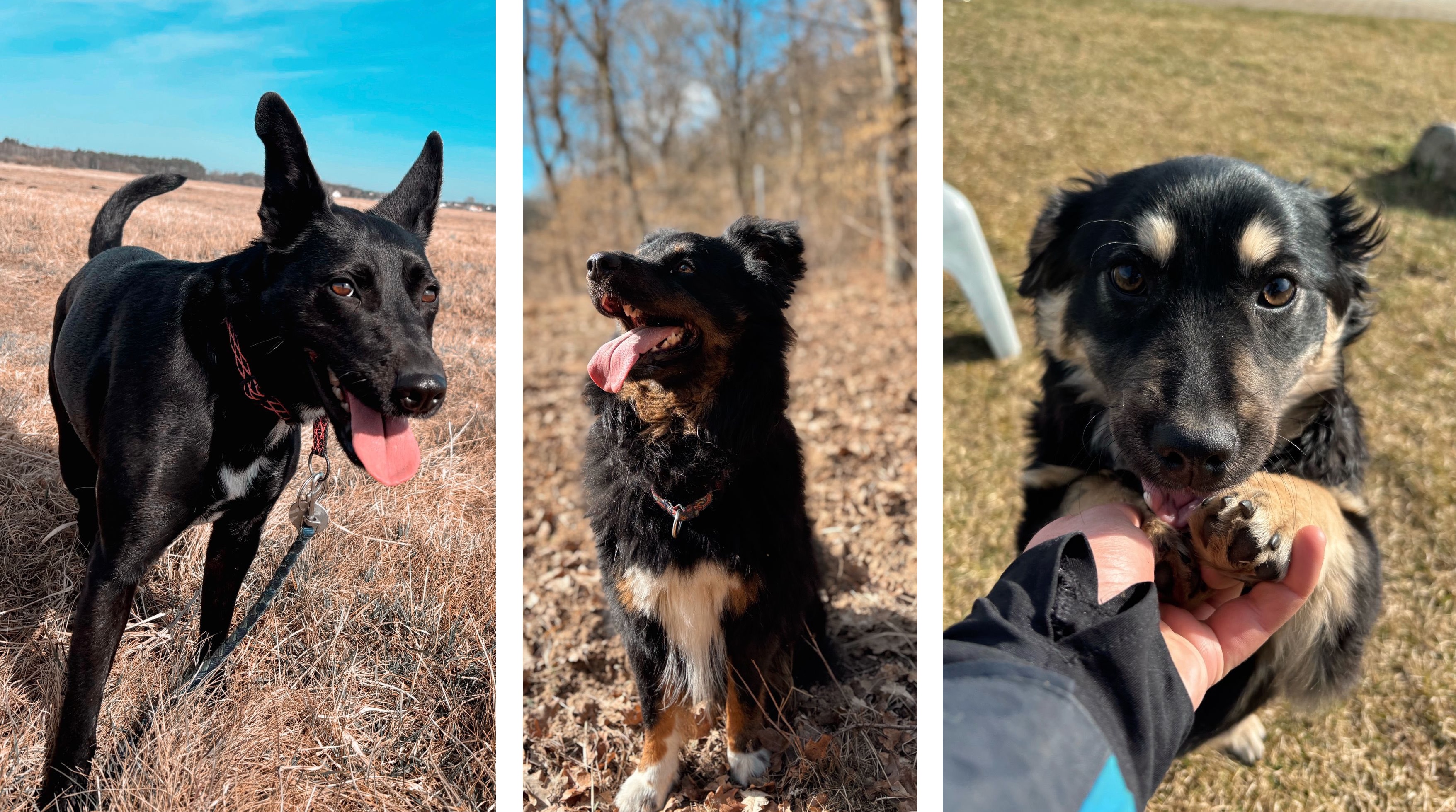 Małpka, Nutka, Max i inne zwierzaki czekają na dom i człowieka