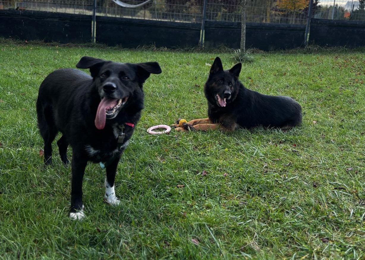 Rusza nabór na wolontariat w Schronisku w Dobrej