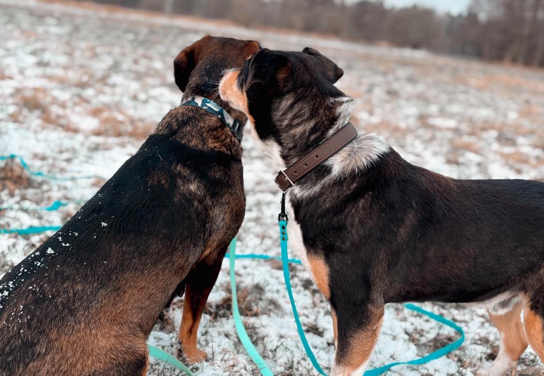 Łapa i Pako, czyli psia przyjaźń ze schroniska. Czekają na dom