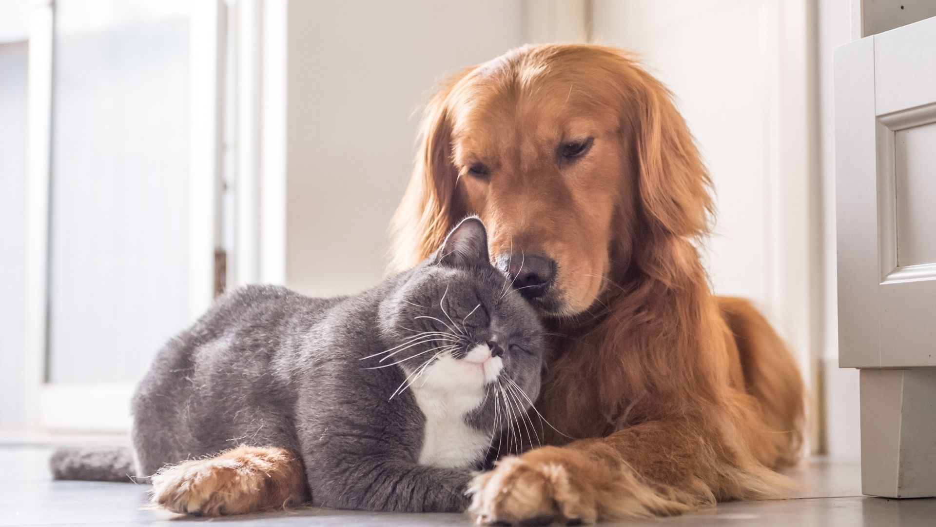 Powszechne czipowanie zwierząt coraz bliżej. Sejm przyjął przełomowe przepisy