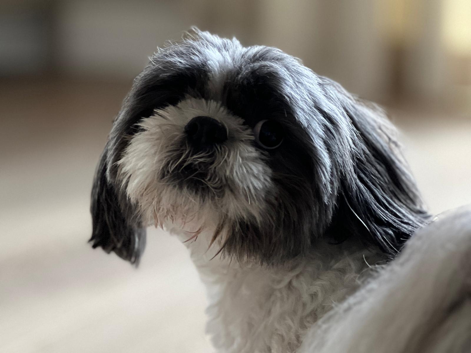 Będzie rejestr psów i kotów