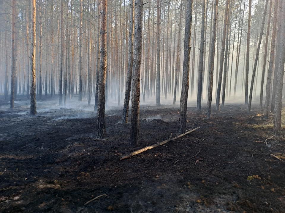 Krytyczny czas dla lasów. Leśnicy apelują o ostrożność!